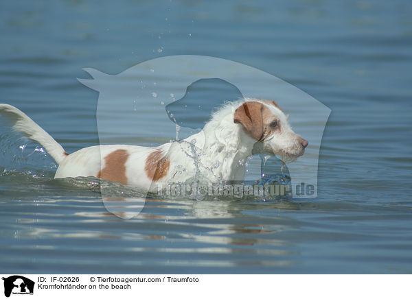 Kromfohrlnder am Strand / Kromfohrlnder on the beach / IF-02626