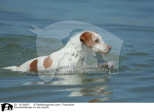 Kromfohrlnder am Strand / Kromfohrlnder on the beach / IF-02627