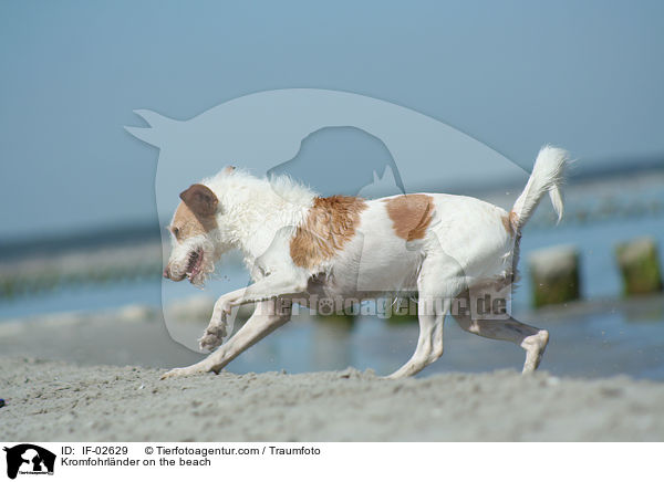 Kromfohrlnder am Strand / Kromfohrlnder on the beach / IF-02629