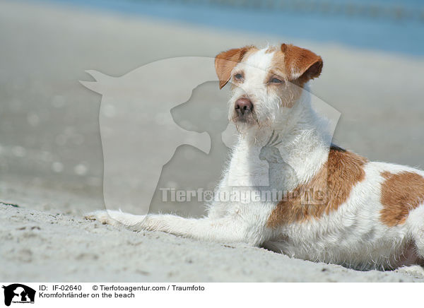 Kromfohrlnder am Strand / Kromfohrlnder on the beach / IF-02640