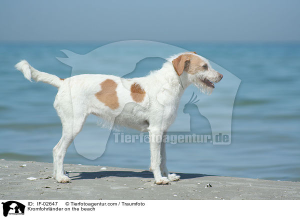 Kromfohrlnder am Strand / Kromfohrlnder on the beach / IF-02647