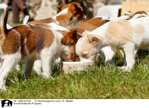 Kromfohrlnder Welpen / Kromfohrlnder Puppies / KMI-02704