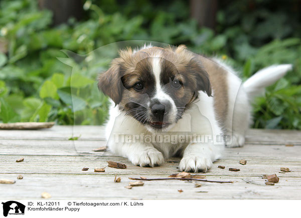 Kromfohrlnder Puppy / KL-12011