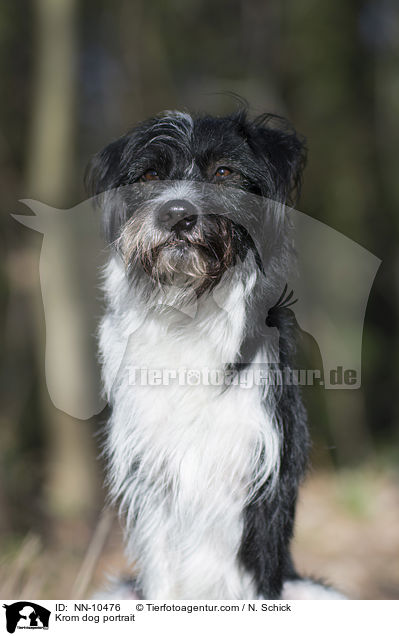 Kromfohrlnder Portrait / Krom dog portrait / NN-10476