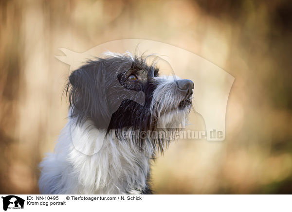 Kromfohrlnder Portrait / Krom dog portrait / NN-10495