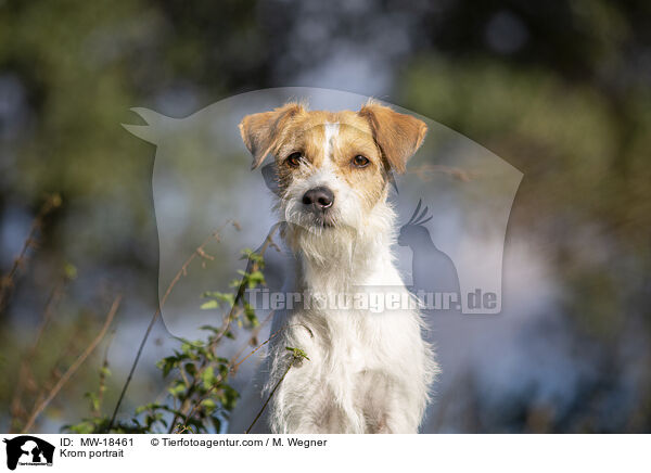 Kromfohrlnder Portrait / Krom portrait / MW-18461