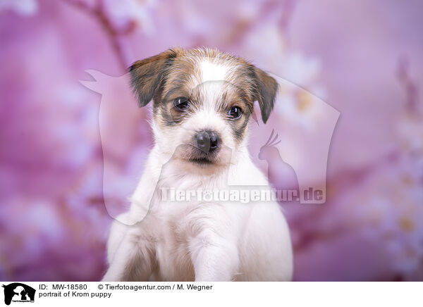 Kromfohrlnder Welpe im Portrait / portrait of Krom puppy / MW-18580