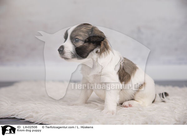 Kromfohrlnder Welpe / Krom dog puppy / LH-02506