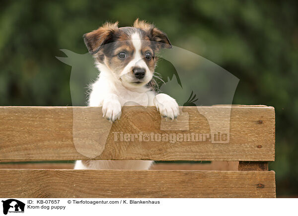 Kromfohrlnder Welpe / Krom dog puppy / KB-07657