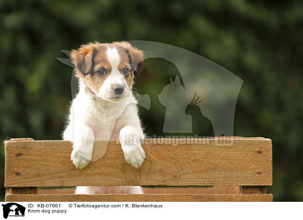 Kromfohrlnder Welpe / Krom dog puppy / KB-07661