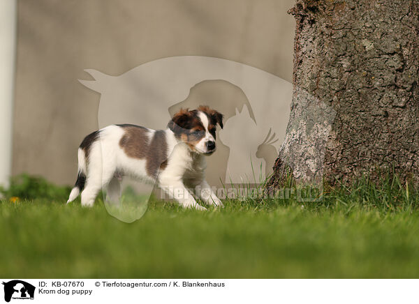 Kromfohrlnder Welpe / Krom dog puppy / KB-07670