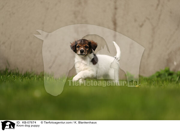 Kromfohrlnder Welpe / Krom dog puppy / KB-07674