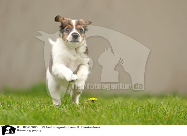 Kromfohrlnder Welpe / Krom dog puppy / KB-07685