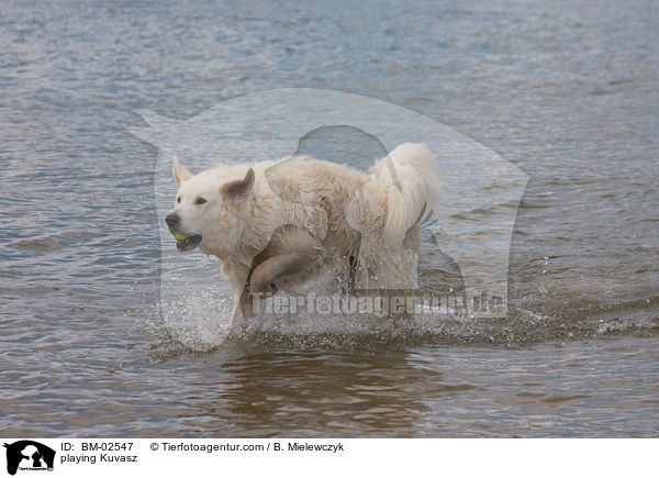 playing Kuvasz / BM-02547