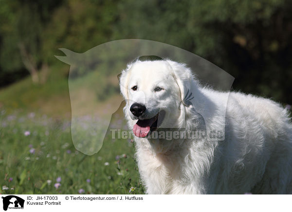 Kuvasz Portrait / Kuvasz Portrait / JH-17003