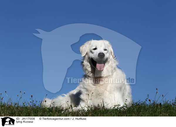 liegender Kuvasz / lying Kuvasz / JH-17008