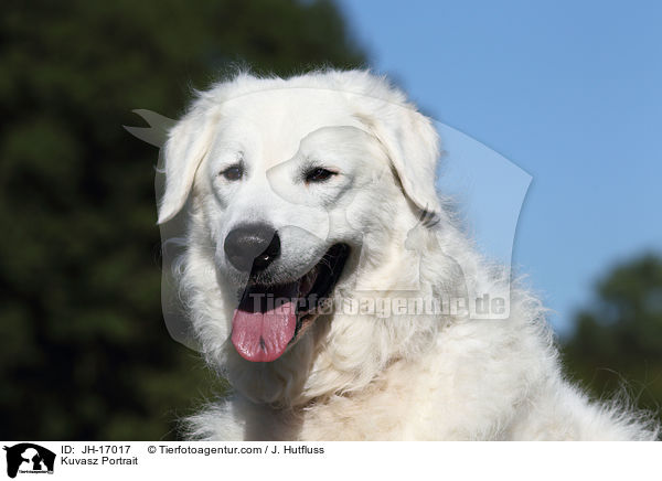 Kuvasz Portrait / Kuvasz Portrait / JH-17017