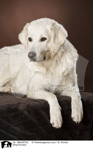 lying Kuvasz / NN-06702