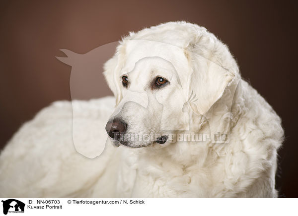 Kuvasz Kopf / Kuvasz Portrait / NN-06703