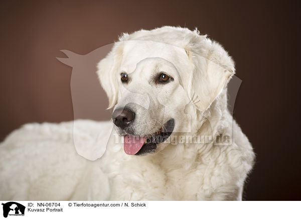 Kuvasz Portrait / NN-06704