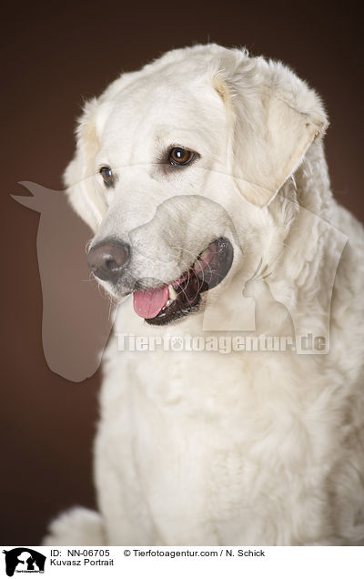 Kuvasz Kopf / Kuvasz Portrait / NN-06705