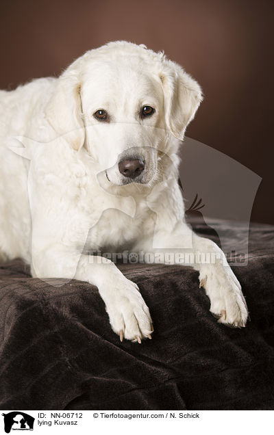 lying Kuvasz / NN-06712