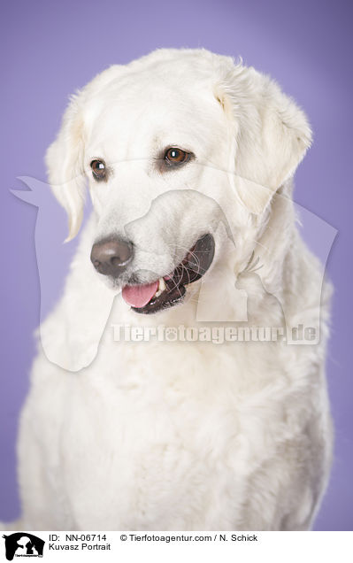 Kuvasz Portrait / NN-06714