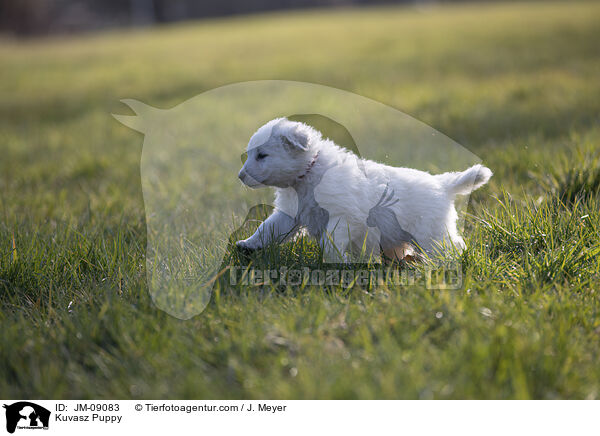 Kuvasz Welpe / Kuvasz Puppy / JM-09083