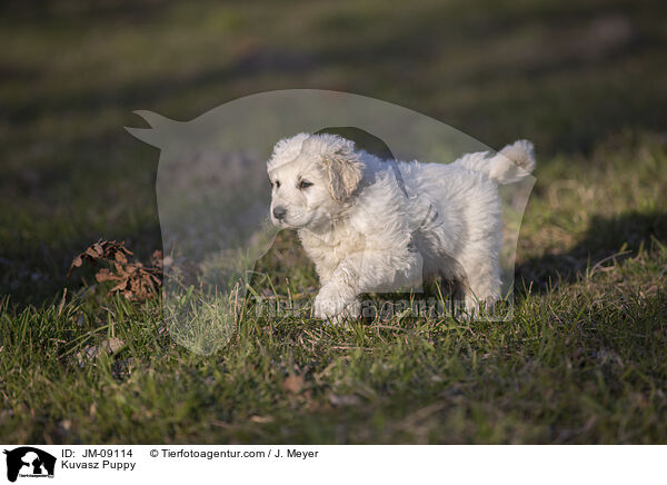 Kuvasz Welpe / Kuvasz Puppy / JM-09114