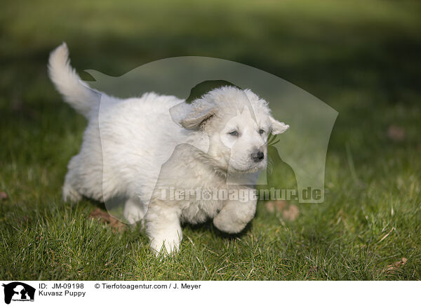 Kuvasz Puppy / JM-09198