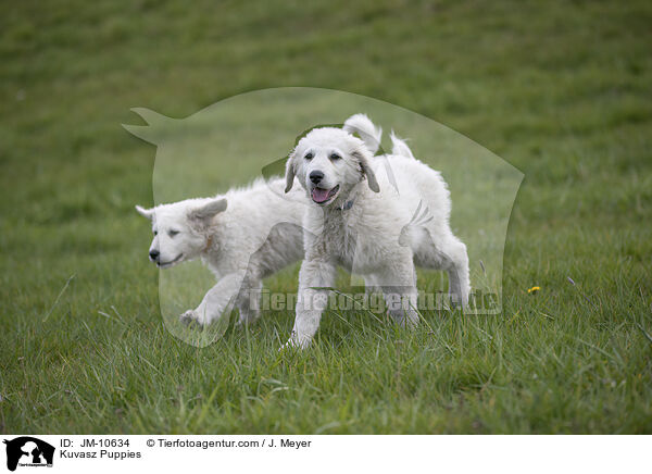 Kuvasz Puppies / JM-10634