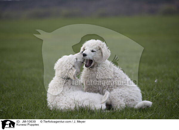 Kuvasz Puppies / JM-10639