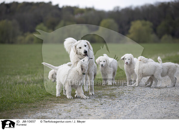 Kuvasz / Kuvasz / JM-10657