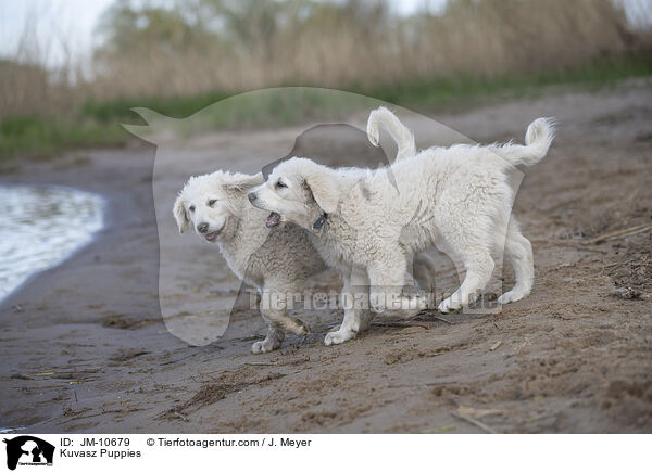 Kuvasz Welpen / Kuvasz Puppies / JM-10679