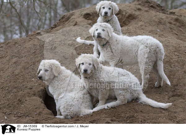 Kuvasz Puppies / JM-15369