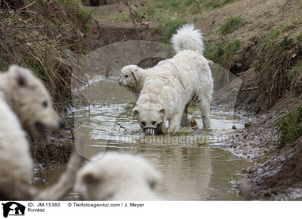 Kuvasz / JM-15380