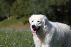 Kuvasz Portrait