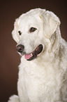 Kuvasz Portrait