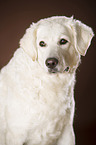 Kuvasz Portrait