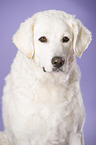 Kuvasz Portrait