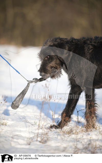 spielender Labradoodle / playing Labradoodle / AP-09876