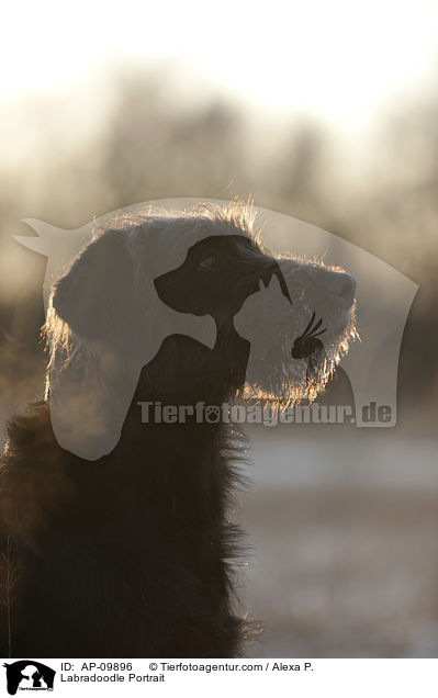 Labradoodle Portrait / Labradoodle Portrait / AP-09896