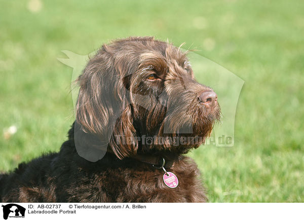 Labradoodle Portrait / Labradoodle Portrait / AB-02737