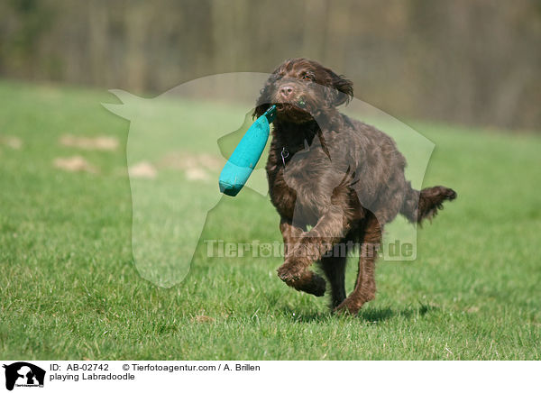 spielender Labradoodle / playing Labradoodle / AB-02742