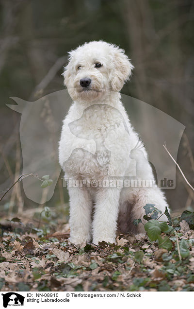 sitzender Labradoodle / sitting Labradoodle / NN-08910