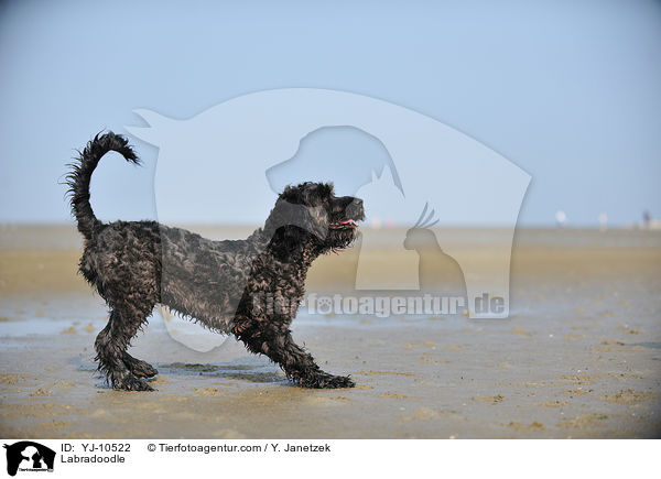 Labradoodle / Labradoodle / YJ-10522