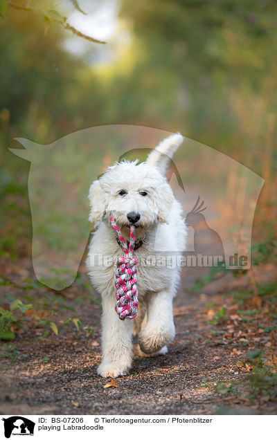 spielender Labradoodle / playing Labradoodle / BS-07206