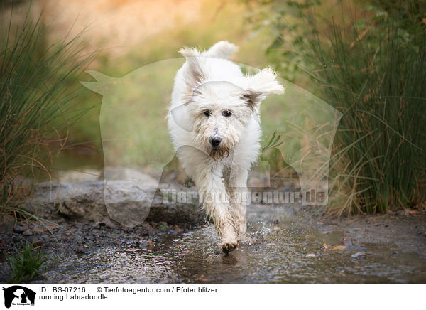 rennender Labradoodle / running Labradoodle / BS-07216