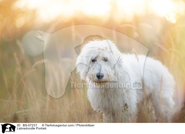 Labradoodle Portrait / Labradoodle Portrait / BS-07231