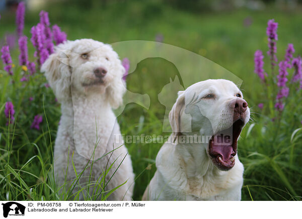 Labradoodle und Labrador Retriever / Labradoodle and Labrador Retriever / PM-06758